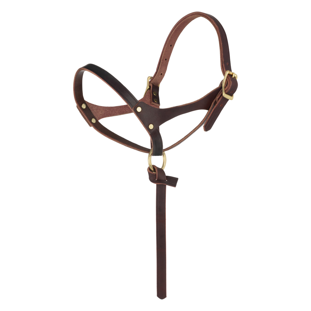 Figure 8 Foal Halter, Suckling