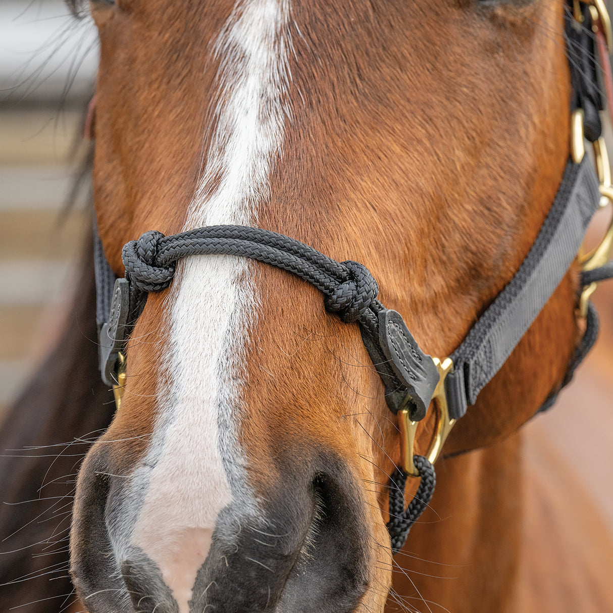 Kalley Krickeberg Breakaway Horseman's Halter, Nylon, Leather & Rope Combination Horse Halter