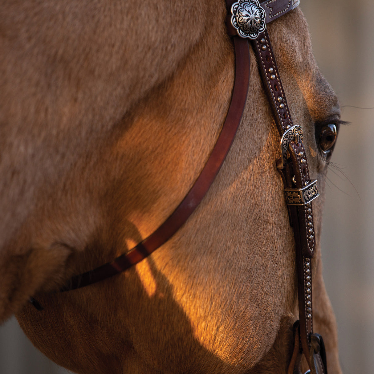 Austin Browband Headstall