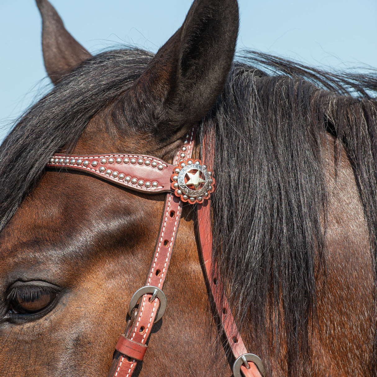 Texas Star Chestnut Browband Headstall