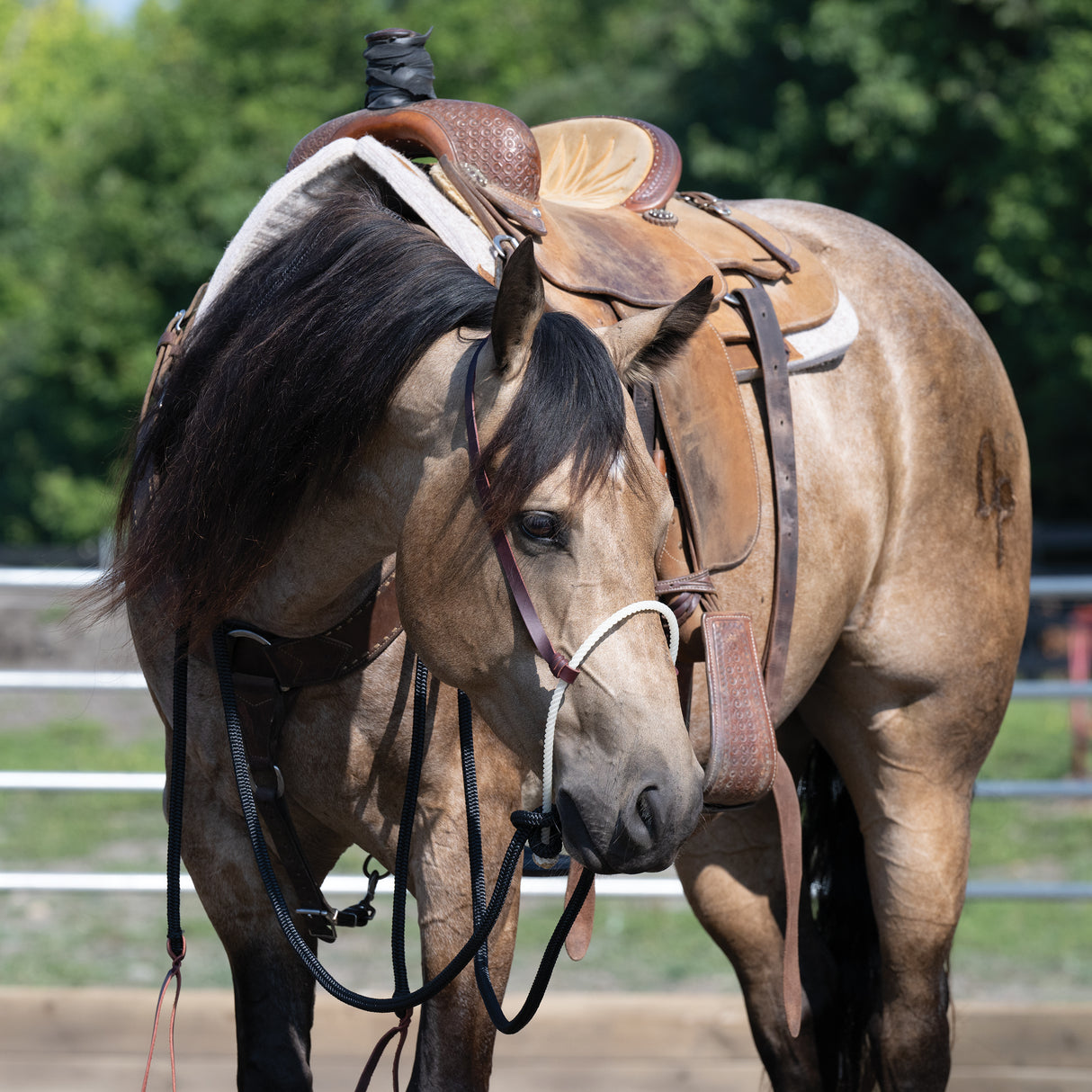 Loping Hackamore Leather Hanger with Mecate Rein