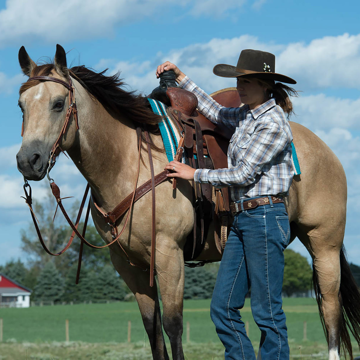 Barbed Wire Browband Headstall