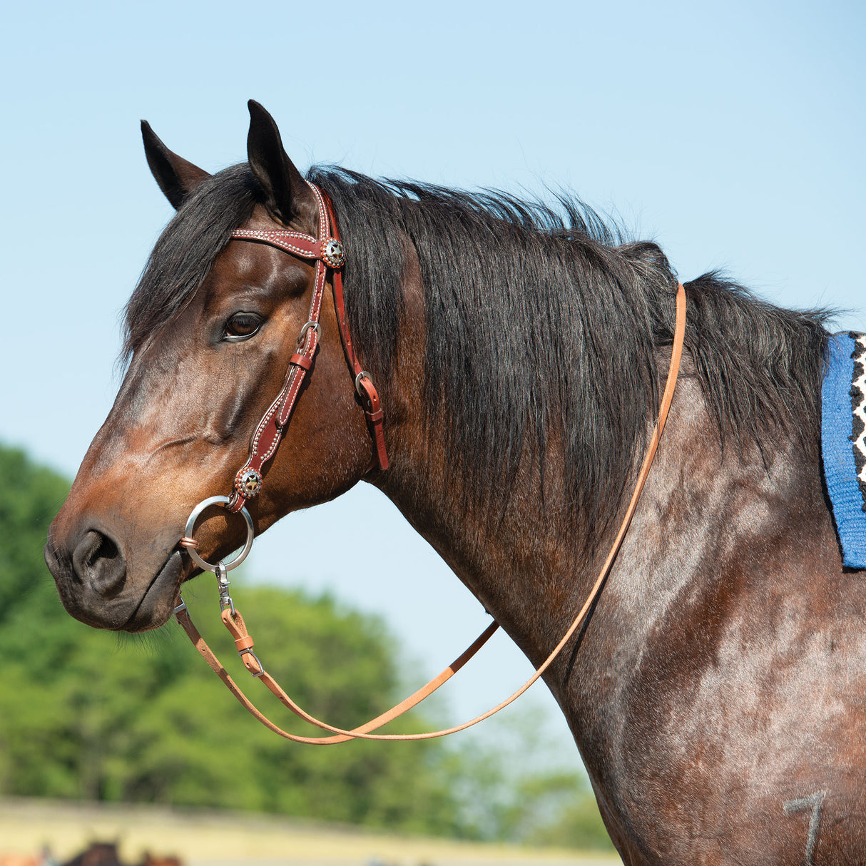 Texas Star Chestnut Browband Headstall