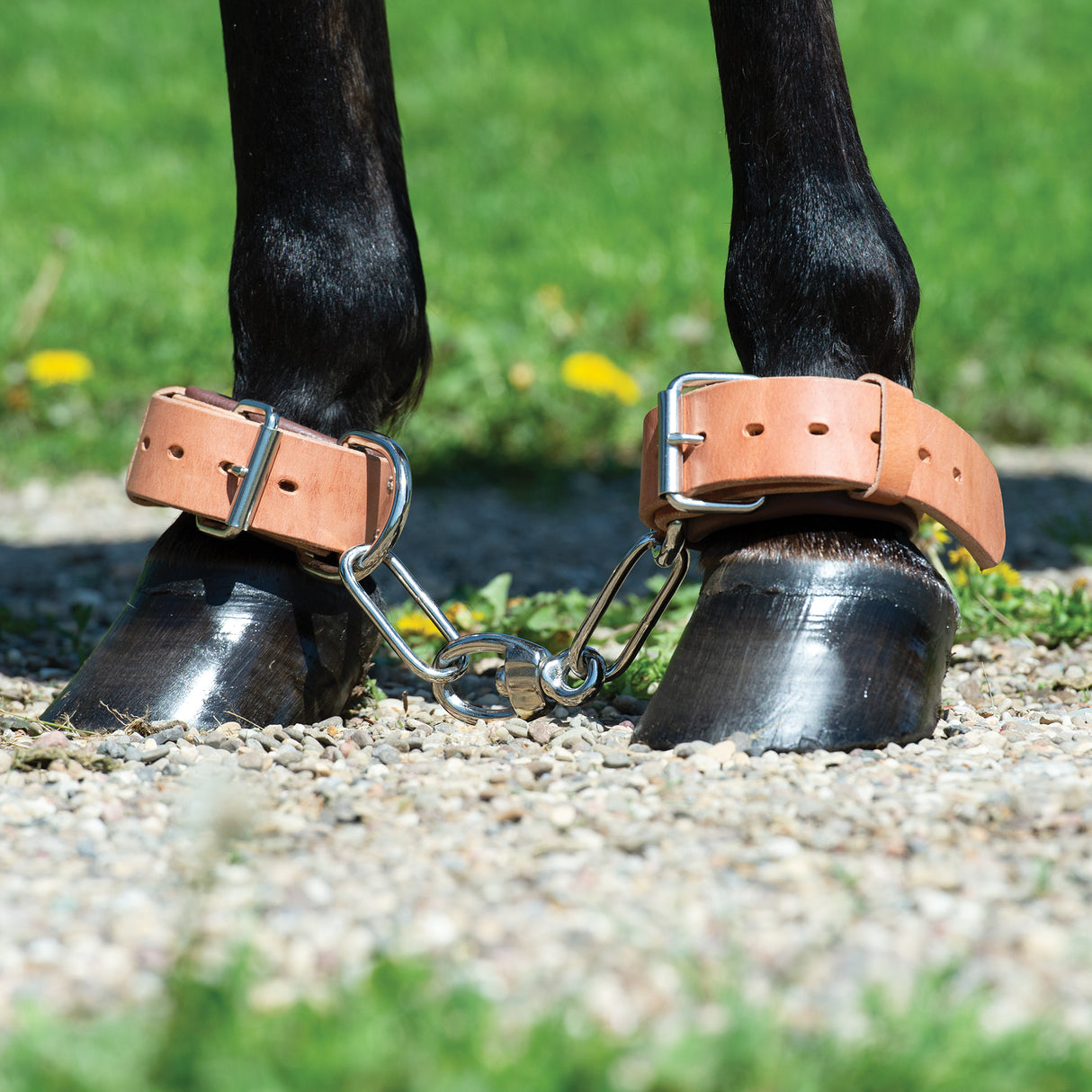 Heavy-Duty Hobble, Leather