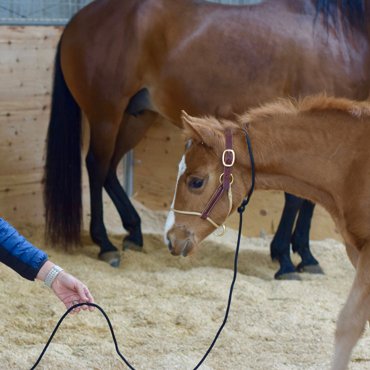Kalley Krickeberg Foal Horseman's Halter