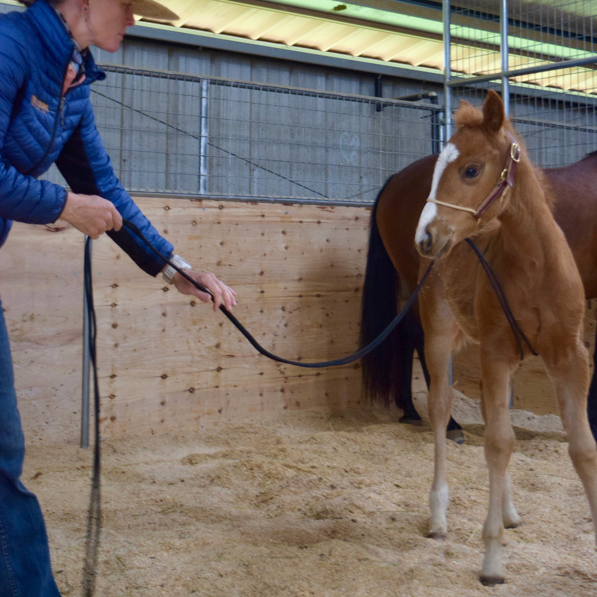 Kalley Krickeberg Foal Horseman's Halter