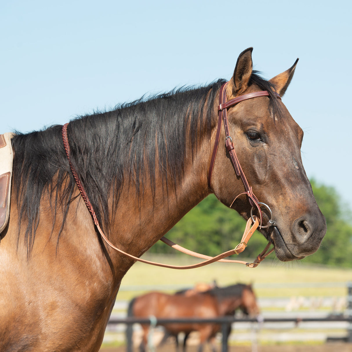 Latigo Leather Browband Headstall
