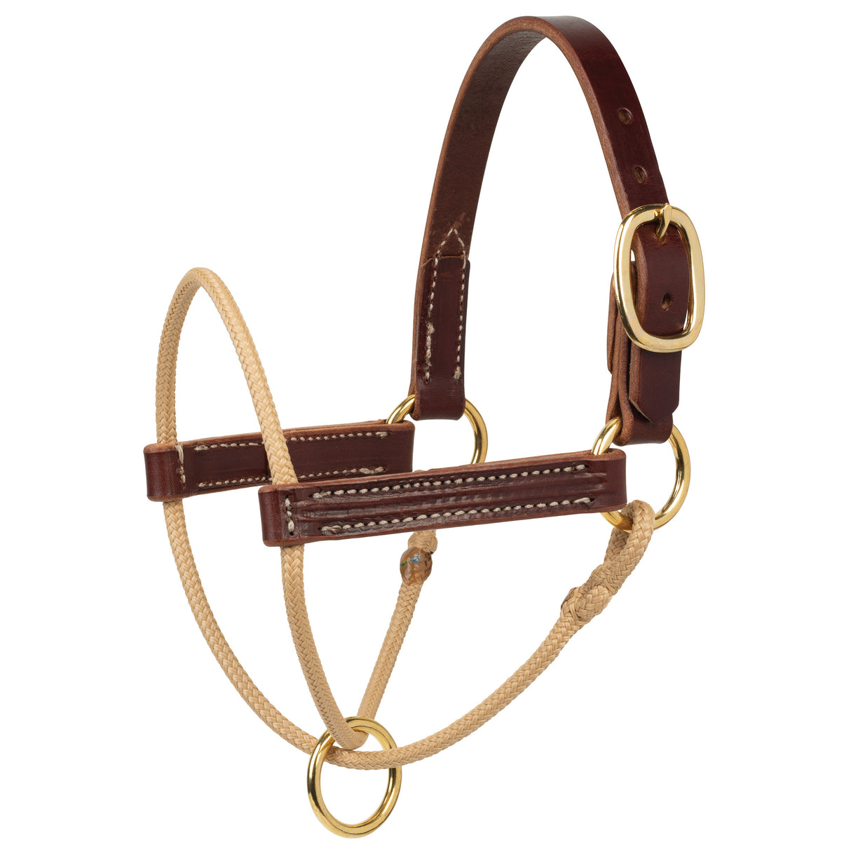 Kalley Krickeberg Foal Horseman's Halter