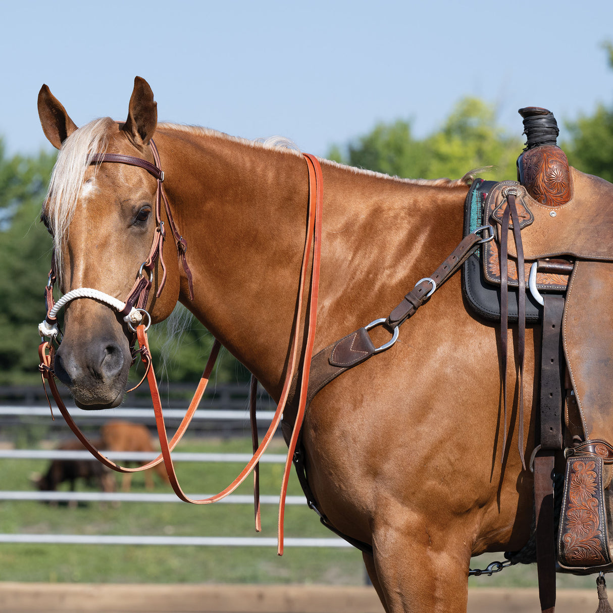 Deluxe Latigo Leather Side Pull, Double Rope