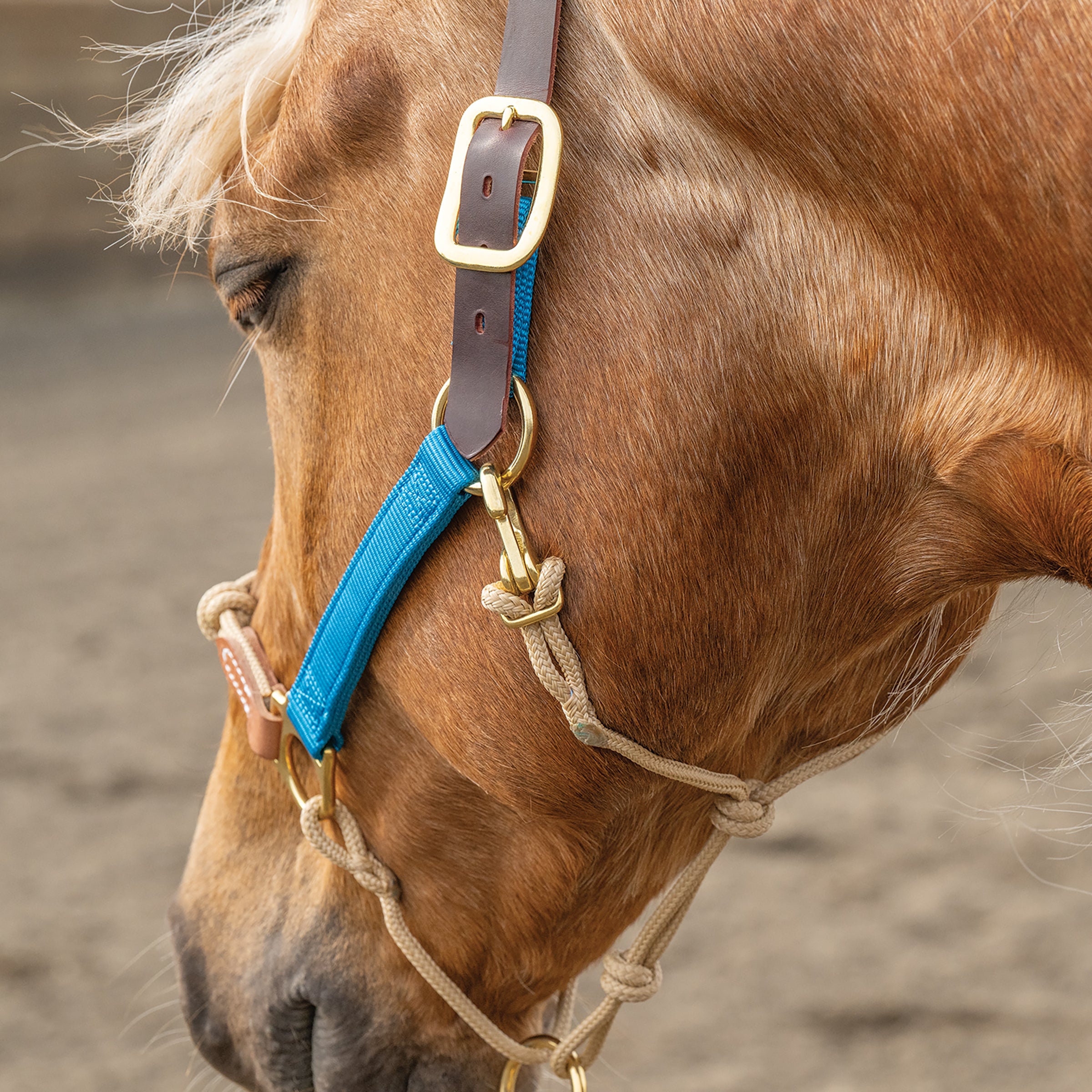 Kalley Krickeberg Breakaway Horseman's Halter, Nylon, Leather & Rope Combination Horse Halter