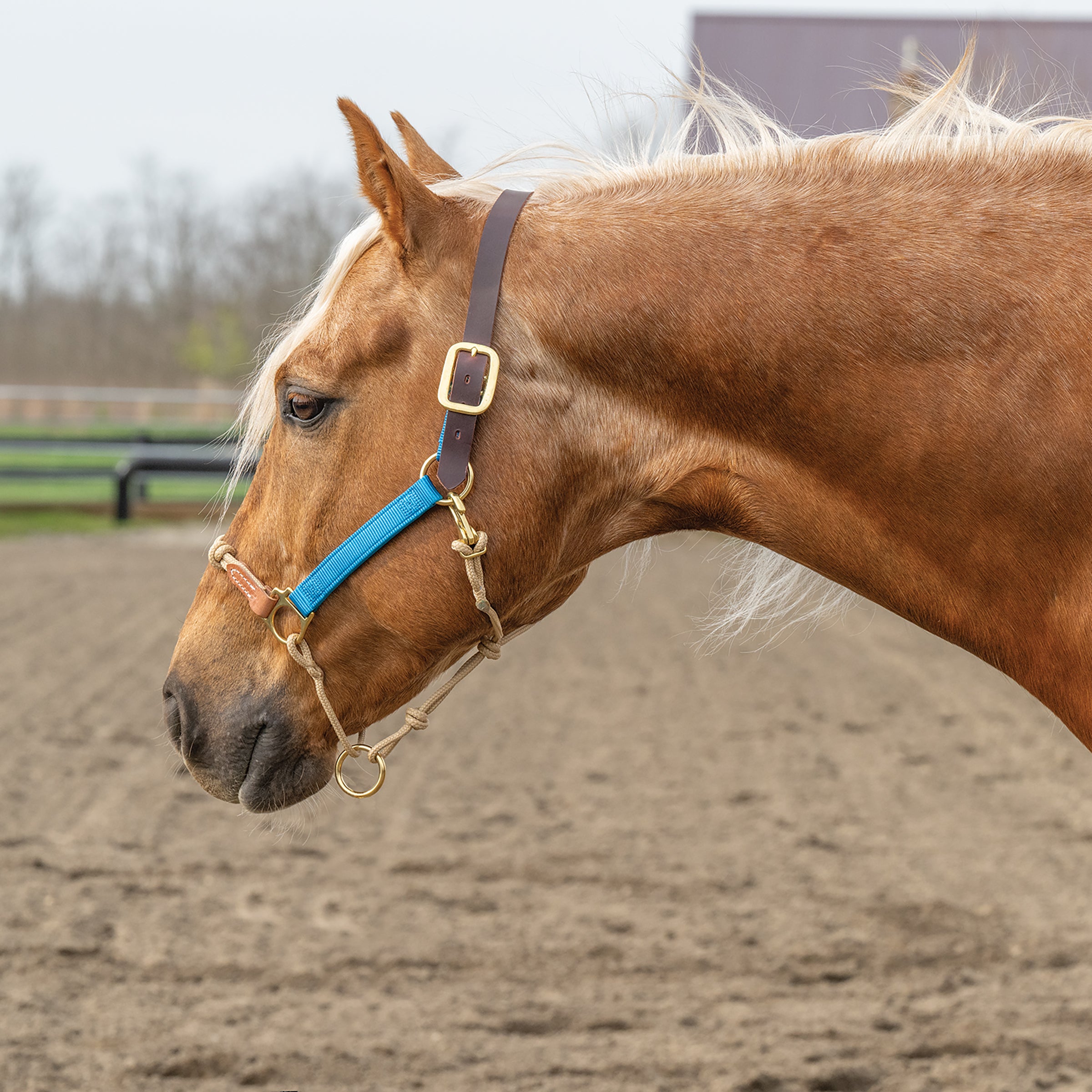 Kalley Krickeberg Breakaway Horseman's Halter, Nylon, Leather & Rope Combination Horse Halter