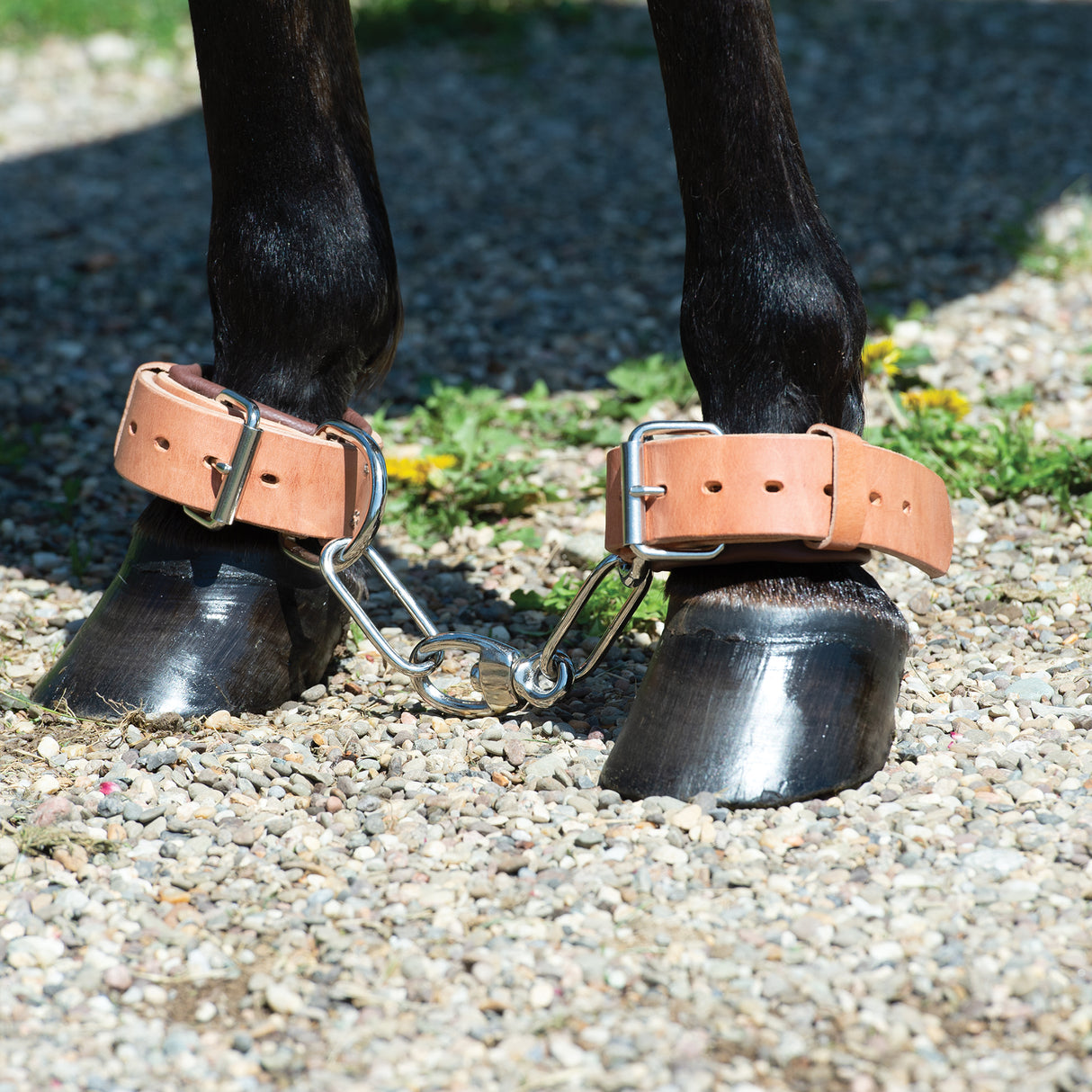 Heavy-Duty Hobble, Leather