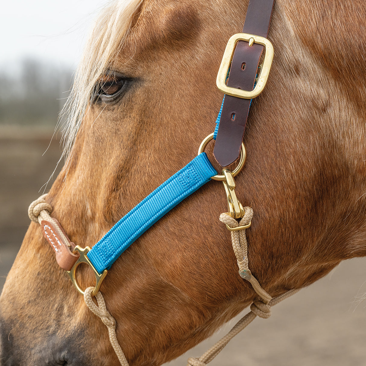 Kalley Krickeberg Breakaway Horseman's Halter, Nylon, Leather & Rope Combination Horse Halter