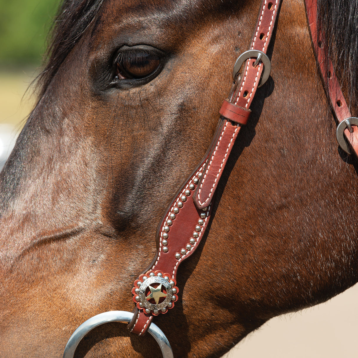 Texas Star Chestnut Browband Headstall
