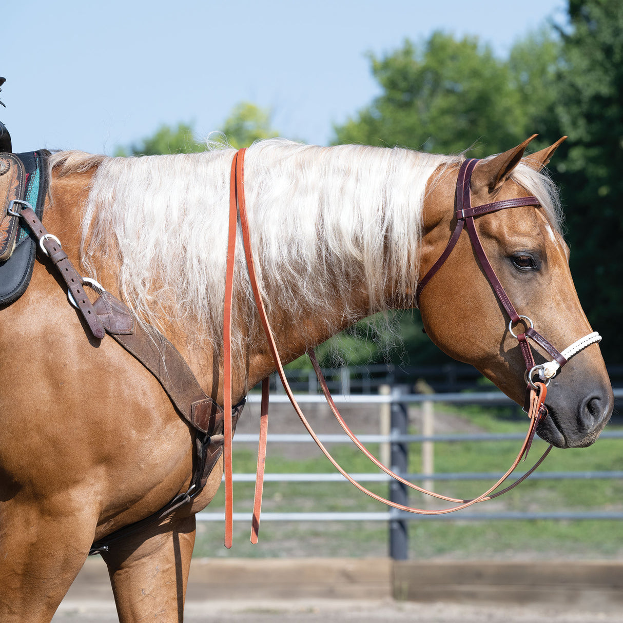 Deluxe Latigo Leather Side Pull, Double Rope