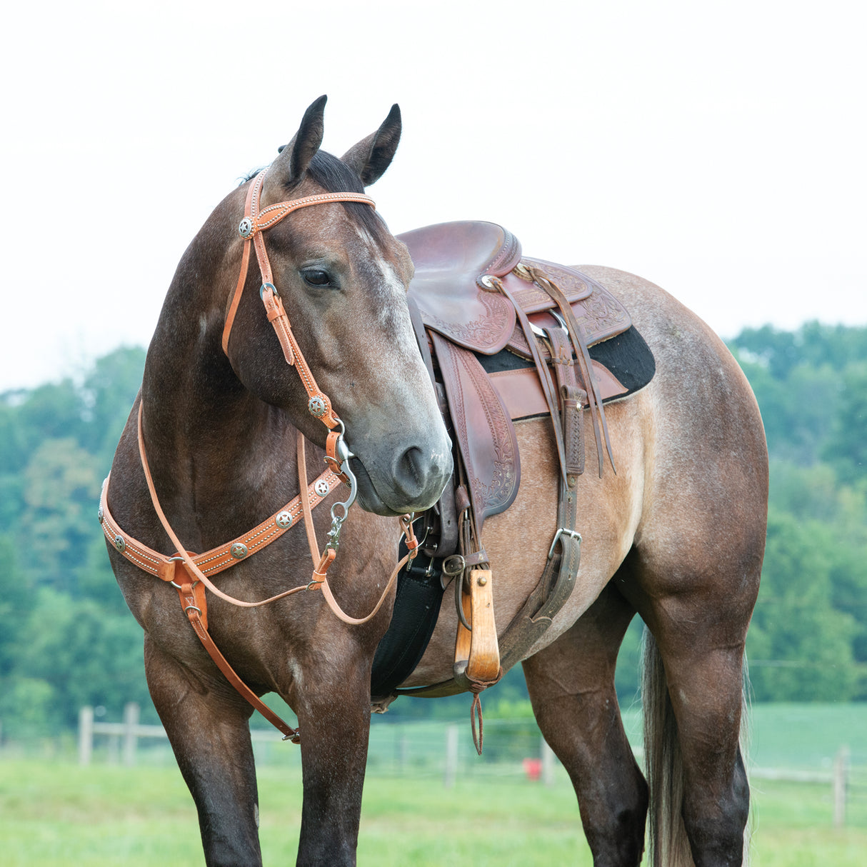 Texas Star Russet Browband Headstall
