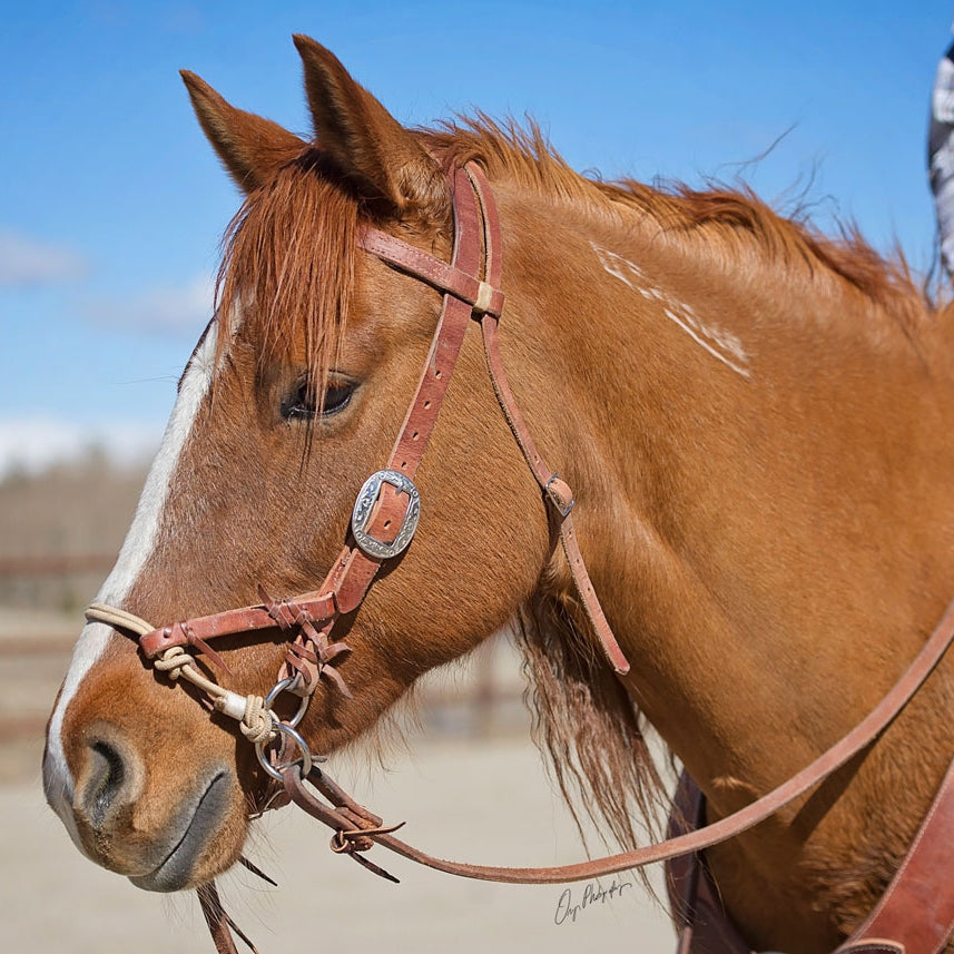 Justin Dunn Bitless Bridle