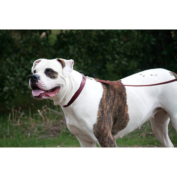 Heritage Choice Collar