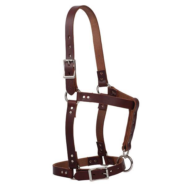 Riveted Halter, 1" Horse, Oiled Canyon Rose