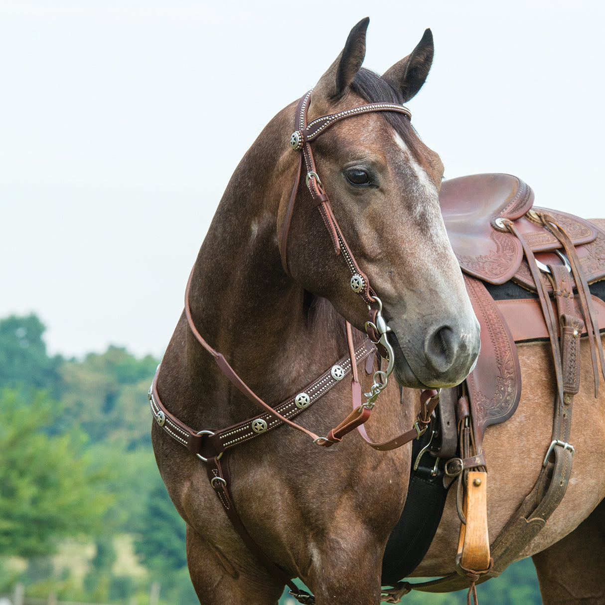 Texas Star Breast Collar