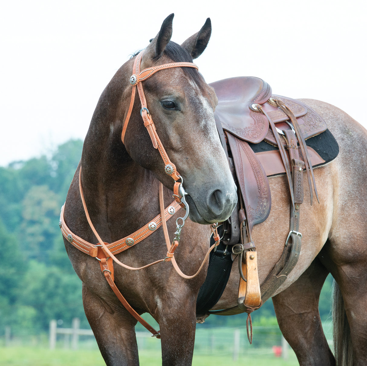 Texas Star Breast Collar