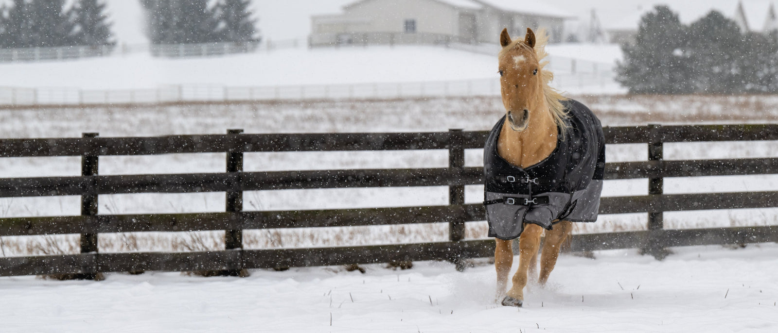 How to Measure a Horse for a Winter Blanket