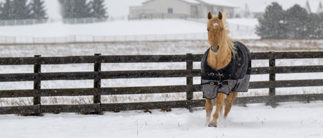 How to Measure a Horse for a Winter Blanket