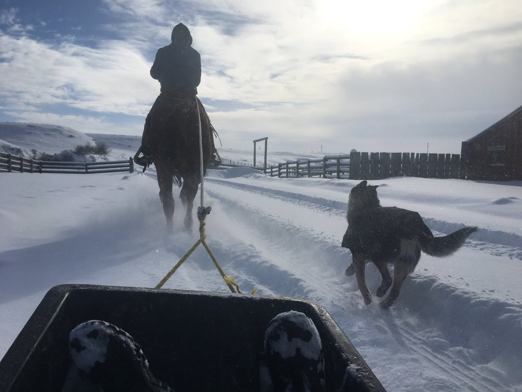 Unique Horseback Activities