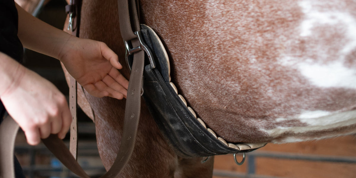 Cinches How to Fit a Horse Cinch or Girth Properly with Ken McNabb | Weaver Equine