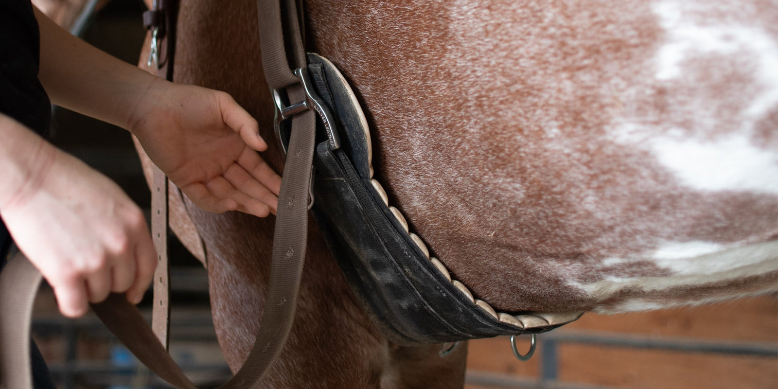 Checking cinch fit on a Weaver Equine Airflex horse cinch or girth