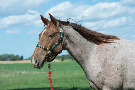 How to Fit a Nylon Horse Halter: A Complete Guide to Proper Halter Sizing and Adjustment