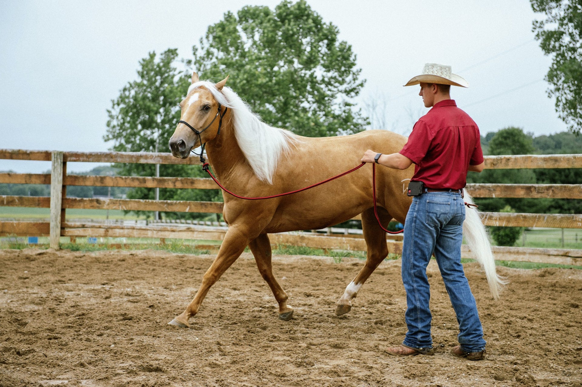 Groundwork Training For Your Horse: Develop A Deeper Bond With Your Horse Through A Range Of Exercises And Games: : Bayley, Lesley
