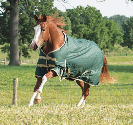 Does Your Horse Really Need a Blanket?
