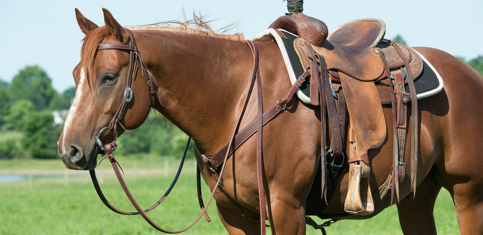 What to know about horse tack with Hayley Wright