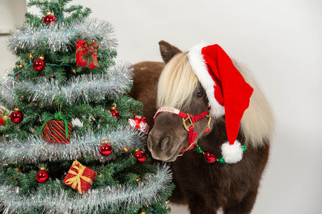 Behind the Scenes of Santa Sadie