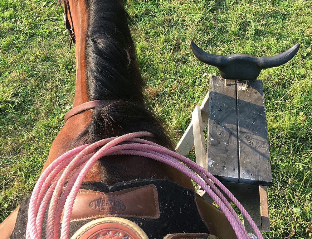 Learning the Ropes – Weaver Equine