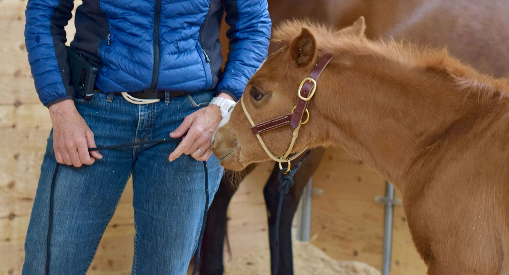 Tack Tips with Kalley Krickeberg: Horseman's Foal Halter