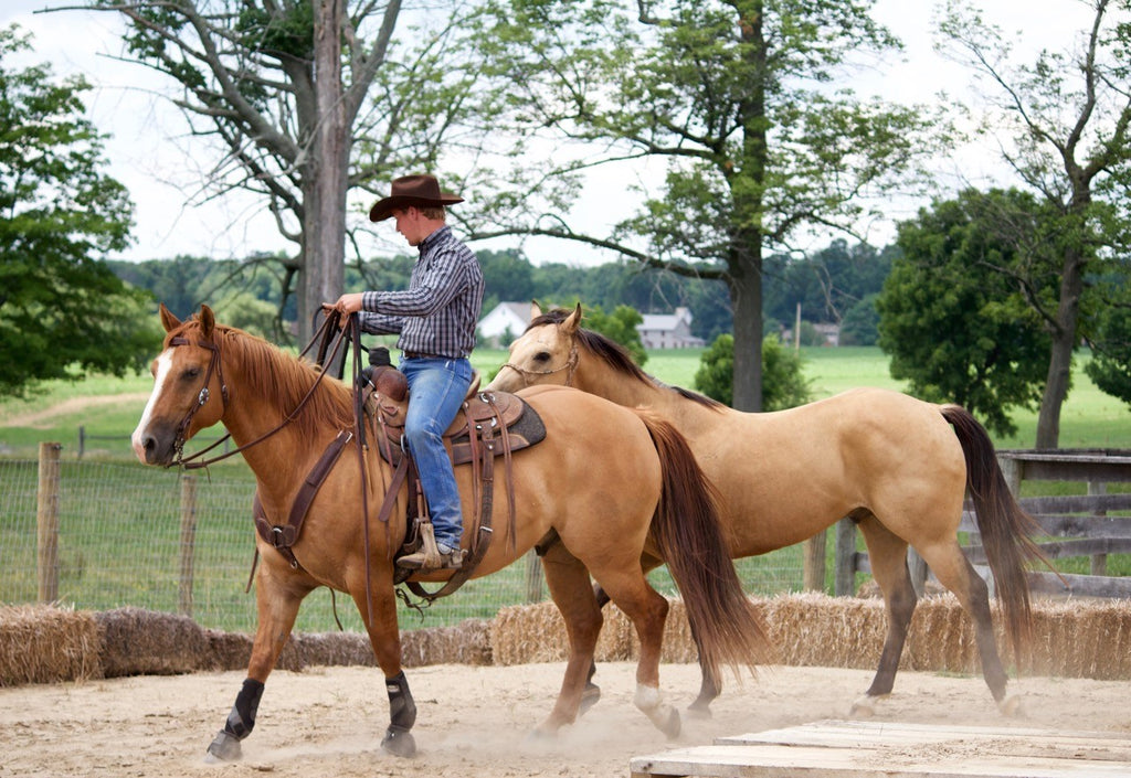 Success in the Saddle: Ponying Horses