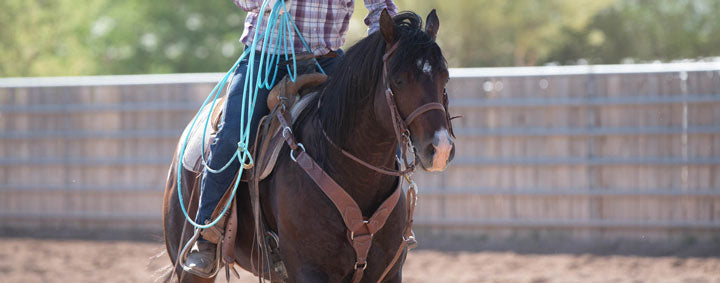 Essential Tips on Caring for Your Leather Horse Tack
