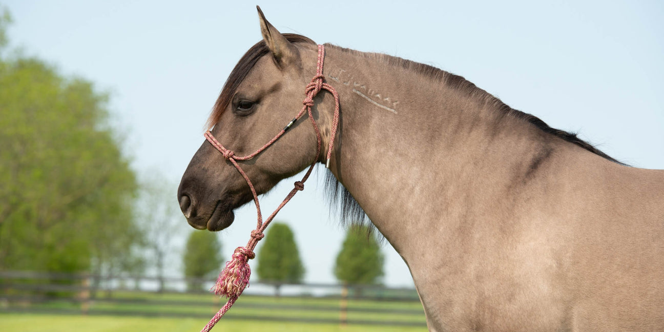 Silvertip No. 95 Halters