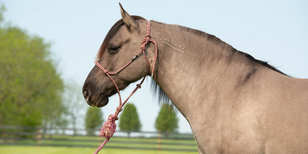 Silvertip No. 95 Halters