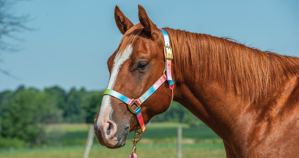 Rainbow Print Tack