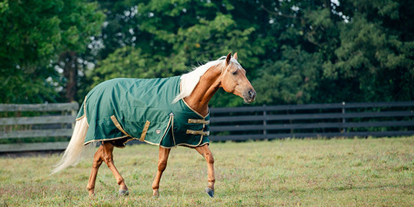 Blanket Sale