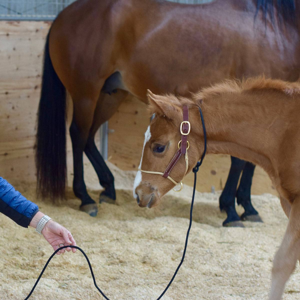 Foal, Weanling & Yearling Halters, Blankets & Pastes