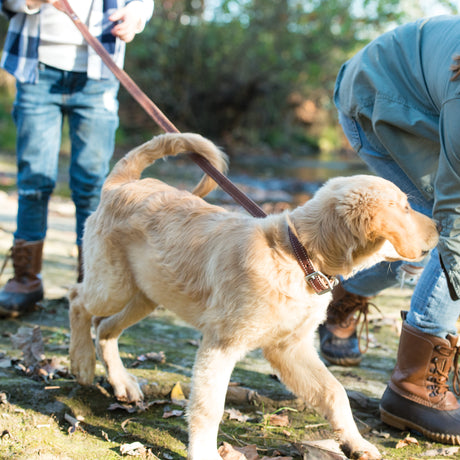Bridle Leather Dog Leash, in use