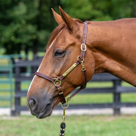 3/4" Double Stitch Adjustable Leather Halter