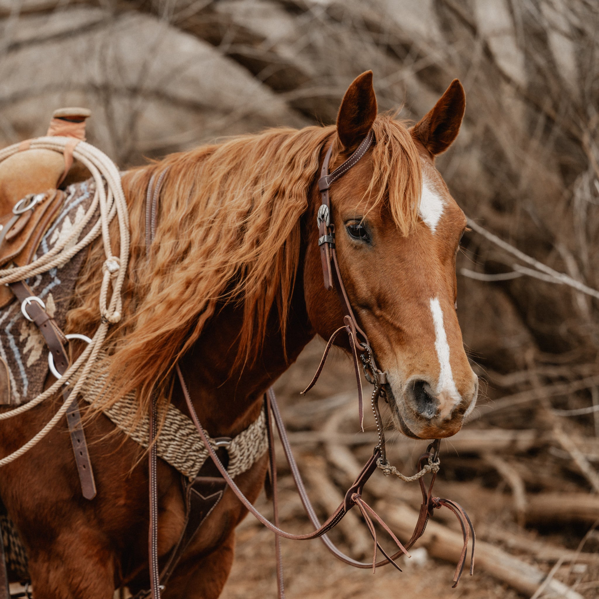 Sliding Ear Headstall – STS Ranch Signature Tack – Weaver Equine