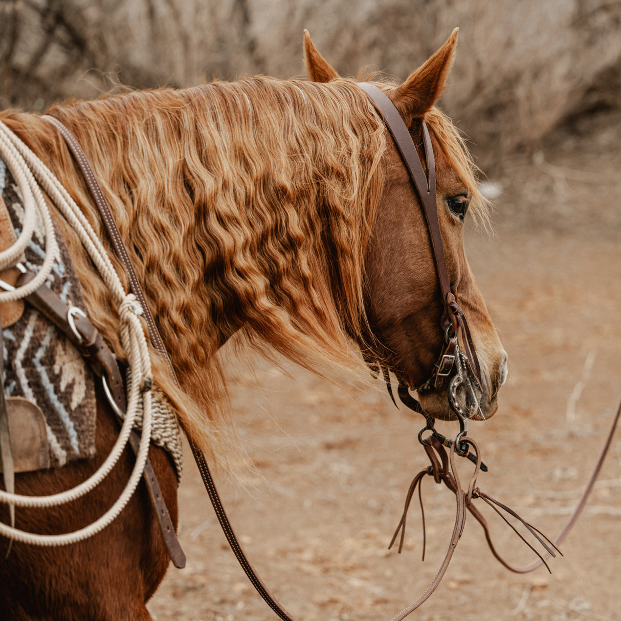STS Ranch Signature Tack Harness Leather Split Ear Headstall, 3/4"
