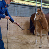 Horseman's Foal Halter