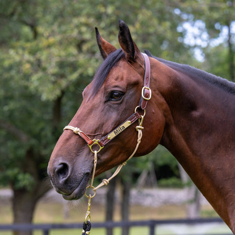 Kalley Krickeberg Leather & Rope Combination Horseman's Halter